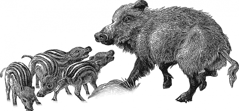 Иллюстрация к книге — Умный дикобраз [i_034.jpg]