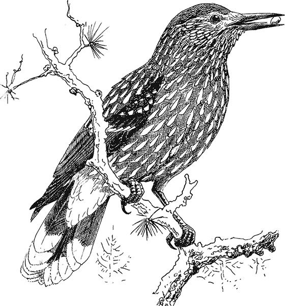 Иллюстрация к книге — Умный дикобраз [i_035.jpg]