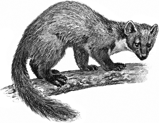 Иллюстрация к книге — Умный дикобраз [i_039.jpg]