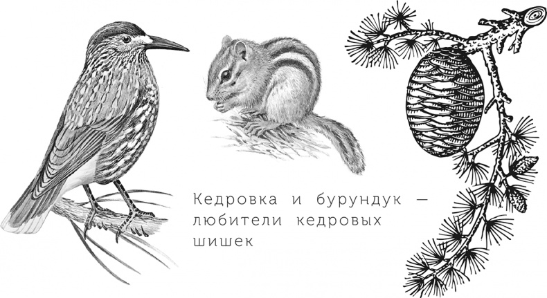 Иллюстрация к книге — Умный дикобраз [i_040.jpg]