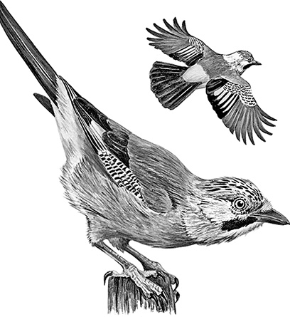 Иллюстрация к книге — Умный дикобраз [i_042.jpg]