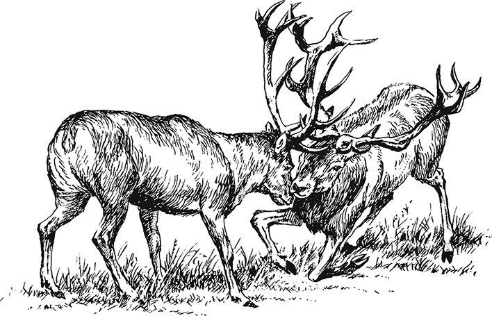 Иллюстрация к книге — Умный дикобраз [i_044.jpg]