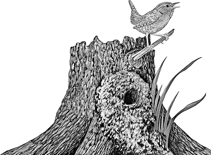 Иллюстрация к книге — Умный дикобраз [i_045.jpg]