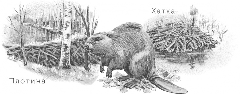 Иллюстрация к книге — Умный дикобраз [i_046.jpg]