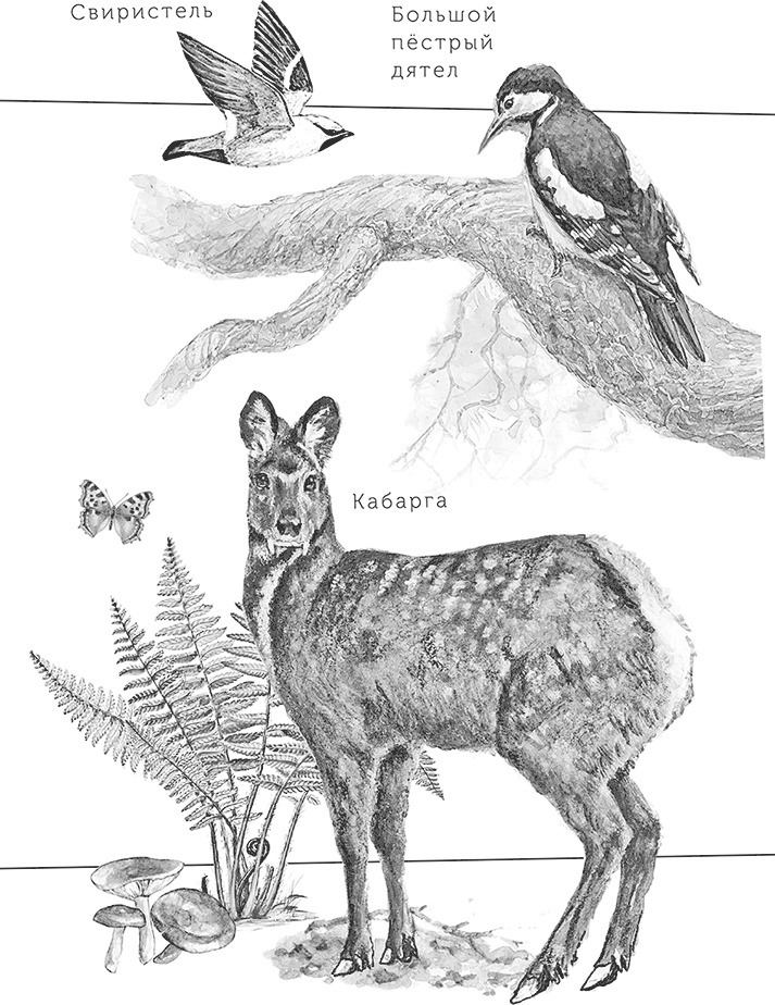 Иллюстрация к книге — Умный дикобраз [i_048.jpg]
