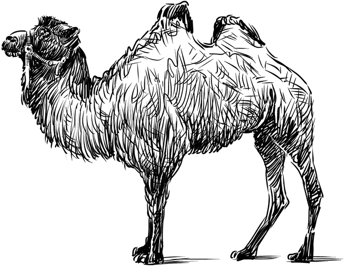 Иллюстрация к книге — Умный дикобраз [i_062.jpg]