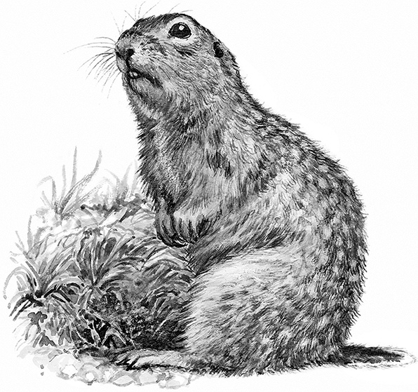 Иллюстрация к книге — Умный дикобраз [i_065.jpg]