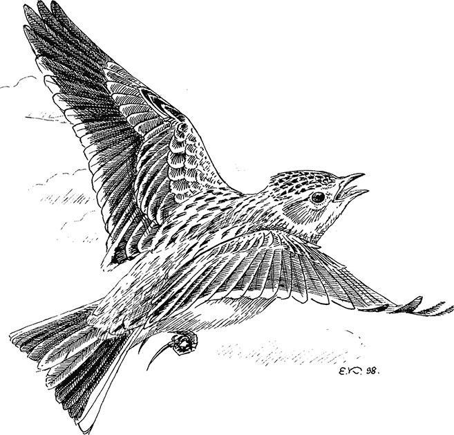 Иллюстрация к книге — Умный дикобраз [i_066.jpg]