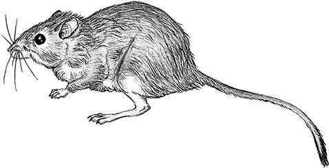 Иллюстрация к книге — Умный дикобраз [i_068.jpg]