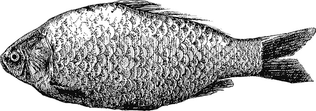 Иллюстрация к книге — Умный дикобраз [i_069.jpg]