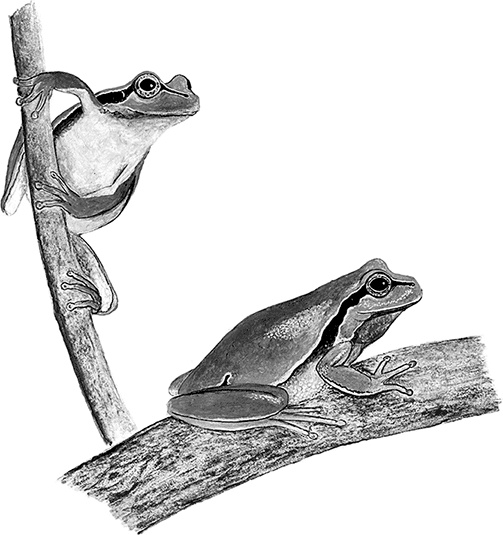 Иллюстрация к книге — Умный дикобраз [i_070.jpg]