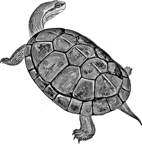 Иллюстрация к книге — Умный дикобраз [i_071.jpg]