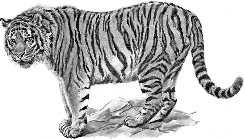 Иллюстрация к книге — Умный дикобраз [i_072.jpg]