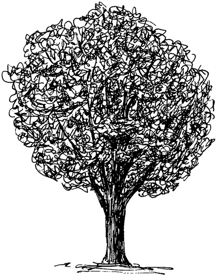 Иллюстрация к книге — Умный дикобраз [i_076.jpg]