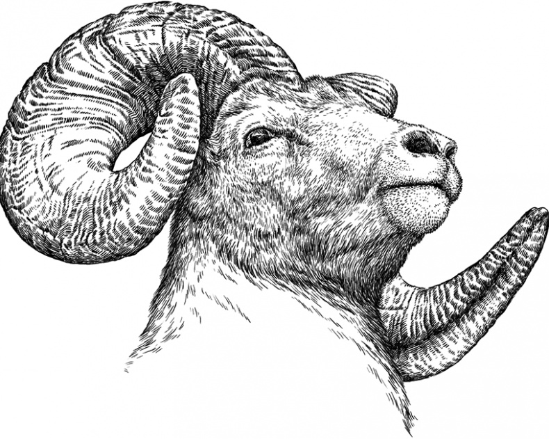 Иллюстрация к книге — Умный дикобраз [i_077.jpg]