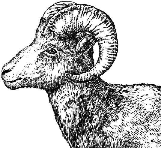 Иллюстрация к книге — Умный дикобраз [i_078.jpg]