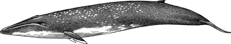 Иллюстрация к книге — Умный дикобраз [i_079.jpg]