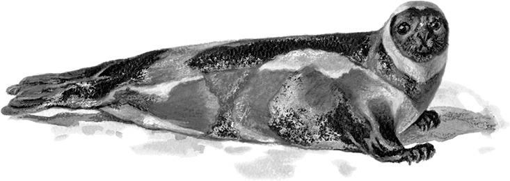 Иллюстрация к книге — Умный дикобраз [i_081.jpg]