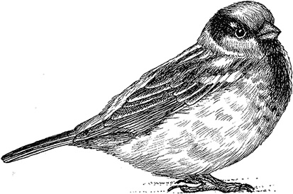 Иллюстрация к книге — Умный дикобраз [i_084.jpg]