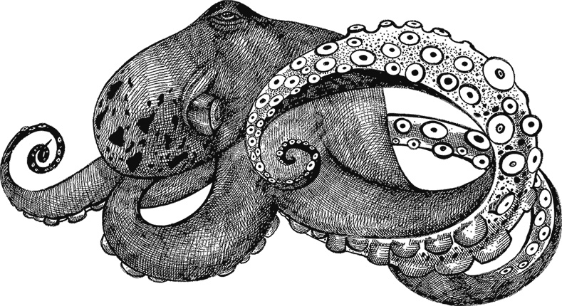 Иллюстрация к книге — Умный дикобраз [i_089.jpg]