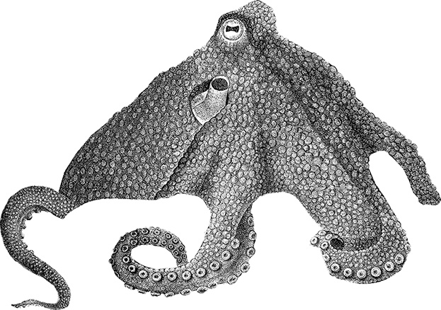 Иллюстрация к книге — Умный дикобраз [i_091.jpg]