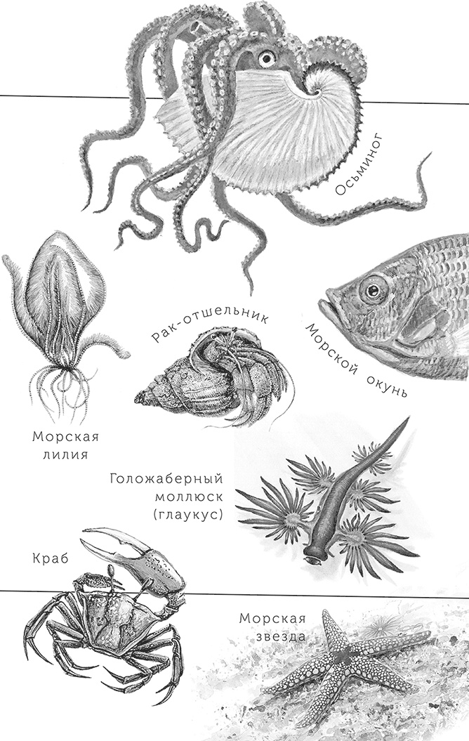 Иллюстрация к книге — Умный дикобраз [i_093.jpg]