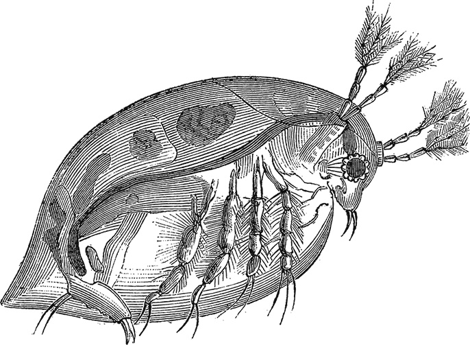 Иллюстрация к книге — Умный дикобраз [i_094.jpg]