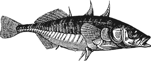 Иллюстрация к книге — Умный дикобраз [i_095.jpg]