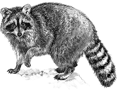 Иллюстрация к книге — Умный дикобраз [i_097.jpg]