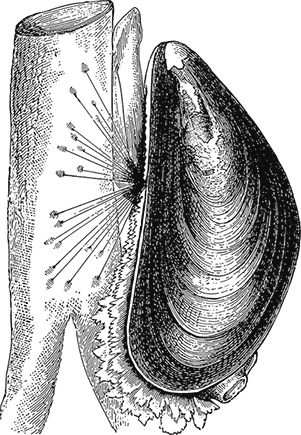 Иллюстрация к книге — Умный дикобраз [i_098.jpg]