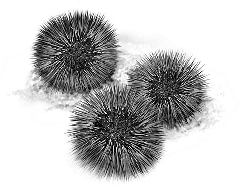 Иллюстрация к книге — Умный дикобраз [i_102.jpg]