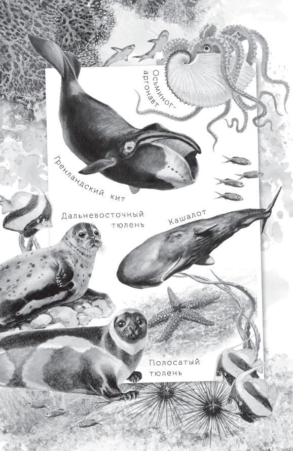 Иллюстрация к книге — Живые домики. С вопросами и ответами для почемучек [_1.jpg]
