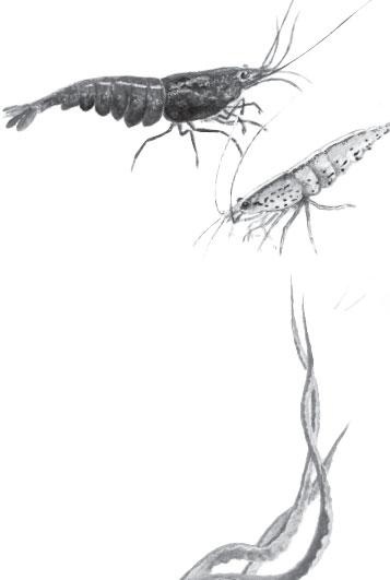 Иллюстрация к книге — Живые домики. С вопросами и ответами для почемучек [_11.jpg]