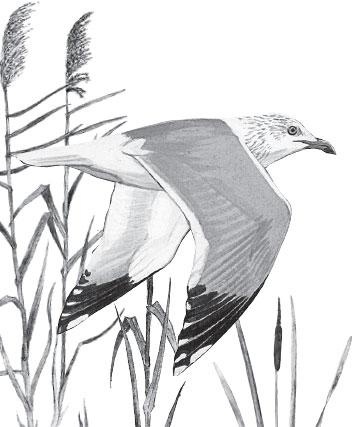 Иллюстрация к книге — Живые домики. С вопросами и ответами для почемучек [_12.jpg]