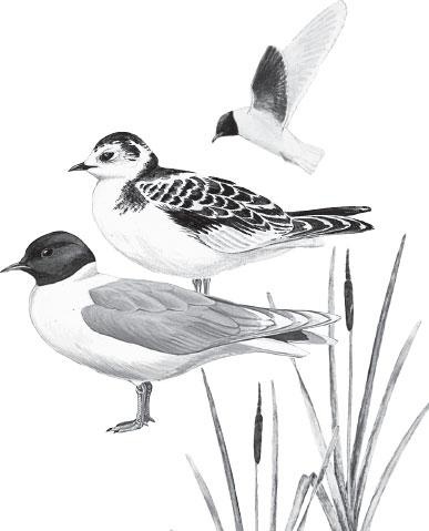 Иллюстрация к книге — Живые домики. С вопросами и ответами для почемучек [_13.jpg]