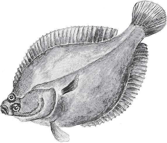 Иллюстрация к книге — Живые домики. С вопросами и ответами для почемучек [_15.jpg]