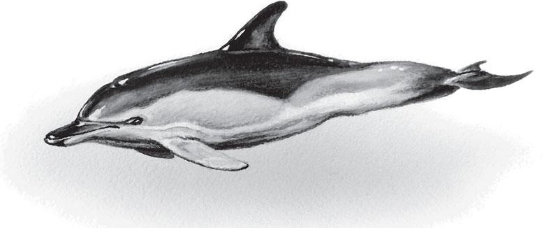 Иллюстрация к книге — Живые домики. С вопросами и ответами для почемучек [_2.jpg]