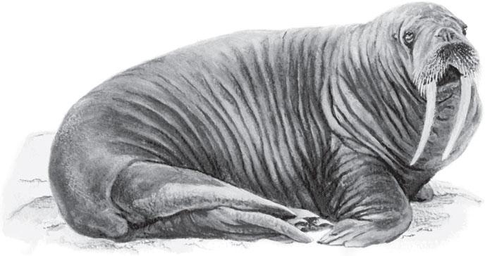 Иллюстрация к книге — Живые домики. С вопросами и ответами для почемучек [_22.jpg]