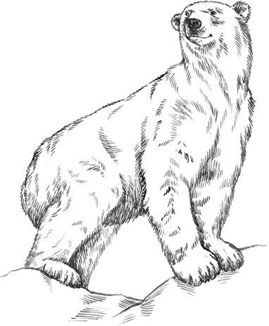 Иллюстрация к книге — Живые домики. С вопросами и ответами для почемучек [_24.jpg]