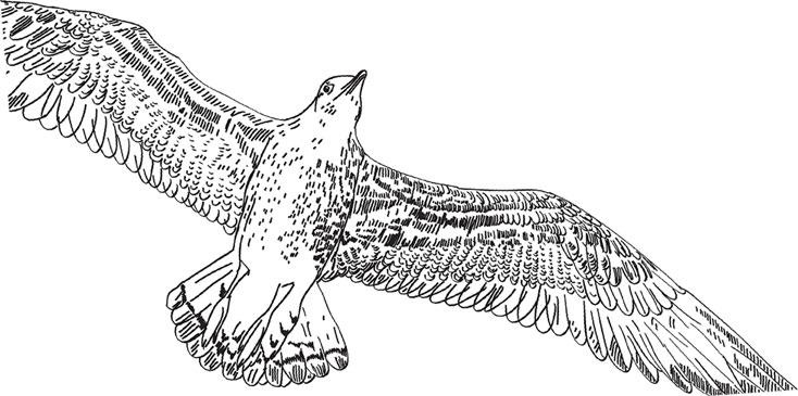 Иллюстрация к книге — Живые домики. С вопросами и ответами для почемучек [_28.jpg]