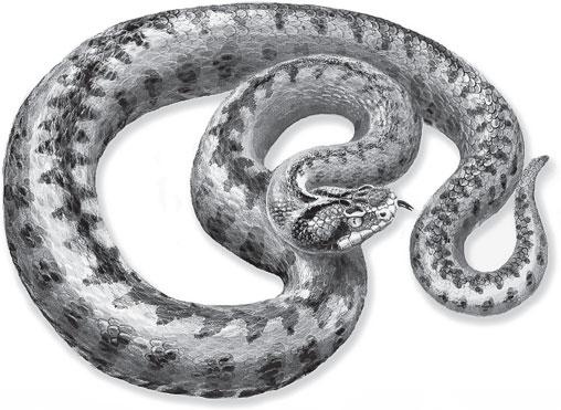 Иллюстрация к книге — Живые домики. С вопросами и ответами для почемучек [_32.jpg]