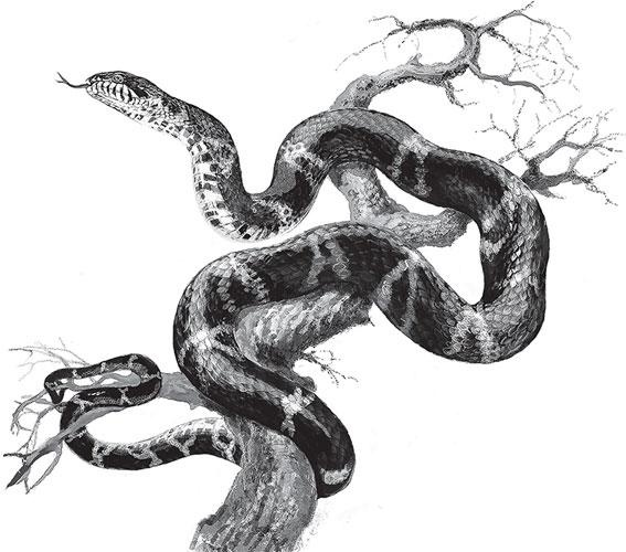 Иллюстрация к книге — Живые домики. С вопросами и ответами для почемучек [_33.jpg]