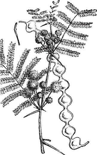 Иллюстрация к книге — Живые домики. С вопросами и ответами для почемучек [_37.jpg]