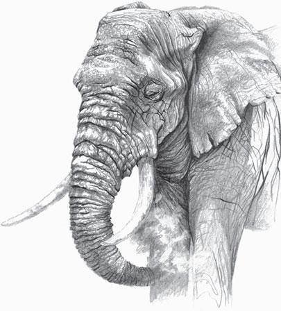 Иллюстрация к книге — Живые домики. С вопросами и ответами для почемучек [_38.jpg]