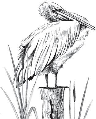 Иллюстрация к книге — Живые домики. С вопросами и ответами для почемучек [_40.jpg]