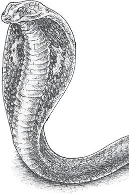 Иллюстрация к книге — Живые домики. С вопросами и ответами для почемучек [_43.jpg]