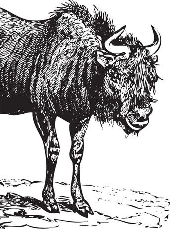 Иллюстрация к книге — Живые домики. С вопросами и ответами для почемучек [_54.jpg]