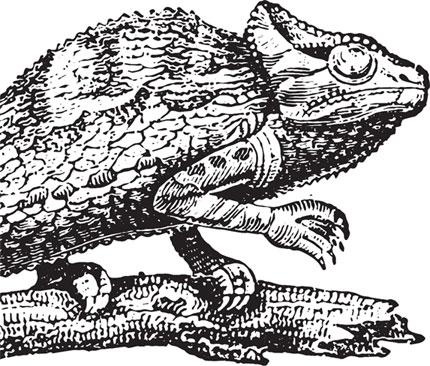 Иллюстрация к книге — Живые домики. С вопросами и ответами для почемучек [_66.jpg]