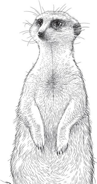 Иллюстрация к книге — Живые домики. С вопросами и ответами для почемучек [_68.jpg]