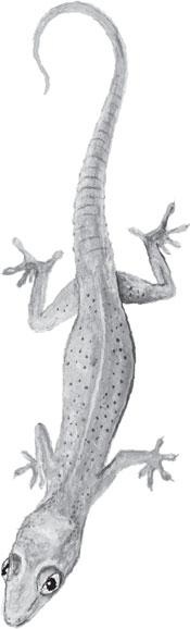 Иллюстрация к книге — Живые домики. С вопросами и ответами для почемучек [_72.jpg]